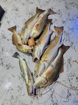 Redfish, Speckled Trout Fishing in Rio Hondo, Texas