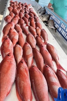 Red Snapper Fishing in Destin, Florida