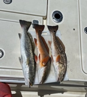 Fishing in Gulf Shores, Alabama