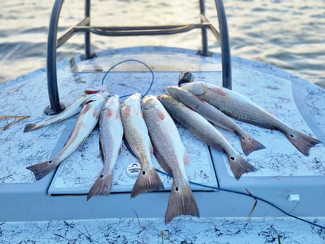 Redfish, Speckled Trout Fishing in South Padre Island, Texas