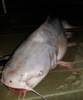 Blue Catfish fishing in Dallas, Texas