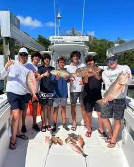 Gag Grouper, Mangrove Snapper, Mutton Snapper, Triggerfish Fishing in Islamorada, Florida