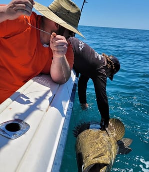 Goliath Grouper fishing in Clearwater, Florida