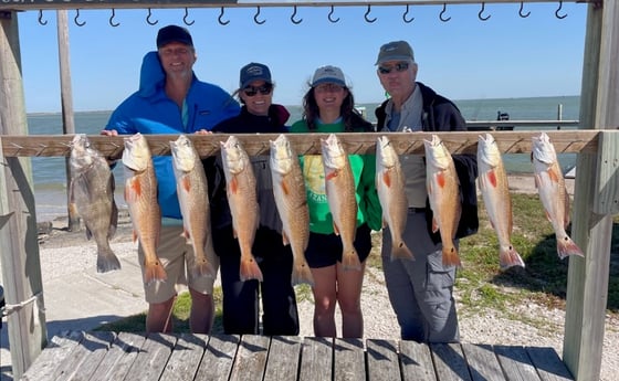 Black Drum, Redfish, Sheepshead fishing in Port Aransas, Texas