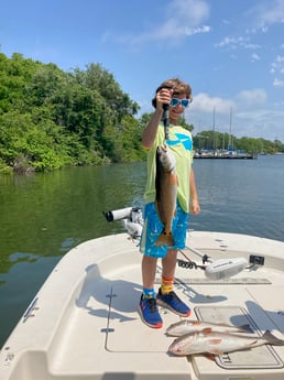 Sheepshead fishing in St. Petersburg, Florida