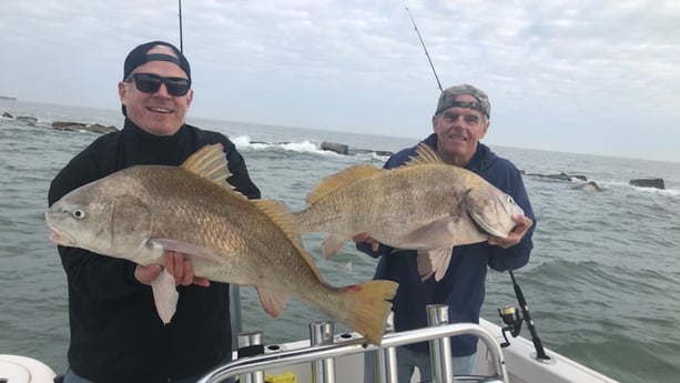 Black Drum fishing in Galveston, Texas