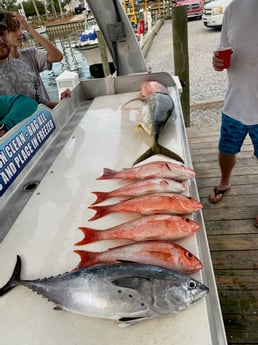 Little Tunny / False Albacore, Red Snapper fishing in Destin, Florida