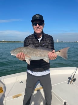 Redfish Fishing in Sarasota, Florida