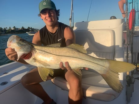 Snook fishing in Sarasota, Florida