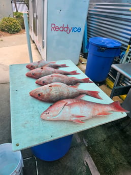 Red Snapper Fishing in Destin, Florida