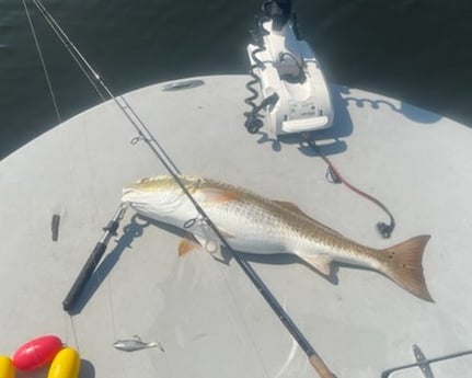 Redfish fishing in Santa Rosa Beach, Florida