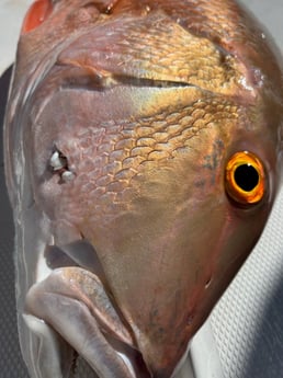 Redfish Fishing in Islamorada, Florida