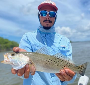 Speckled Trout / Spotted Seatrout fishing in Sarasota, Florida