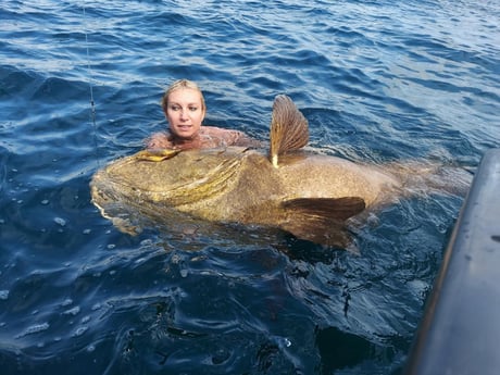 Goliath Grouper Fishing in St. Petersburg, Florida