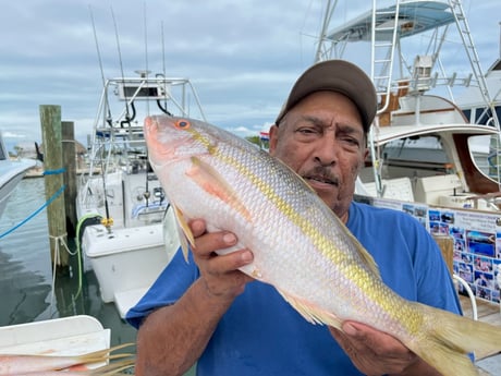 Yellowtail Snapper Fishing in Islamorada, Florida