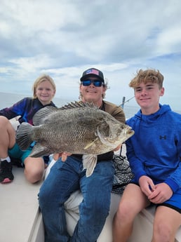 Tripletail fishing in Clearwater, Florida