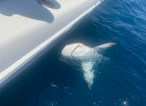 Blacktip Shark Fishing in Destin, Florida