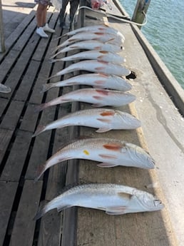 Redfish, Speckled Trout Fishing in Rockport, Texas