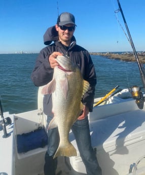 Black Drum fishing in Galveston, Texas