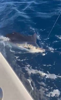 Fishing in San Juan, Puerto Rico