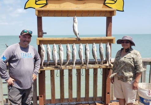 Speckled Trout / Spotted Seatrout fishing in Port Isabel, Texas