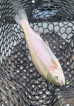 Rainbow Trout fishing in Broken Bow, Oklahoma