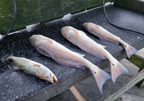 Redfish, Speckled Trout Fishing in South Padre Island, Texas