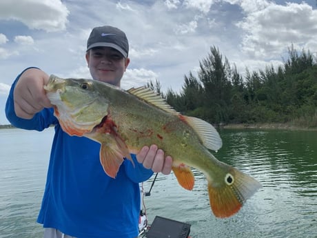Peacock Bass Fishing in Palmetto Bay, Florida