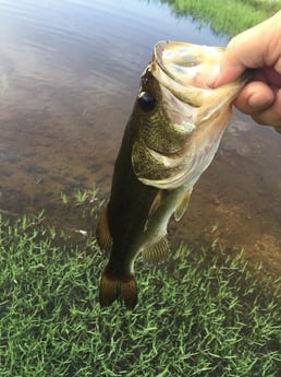 Fishing in Weston, Florida