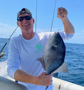 Triggerfish fishing in Pensacola, Florida