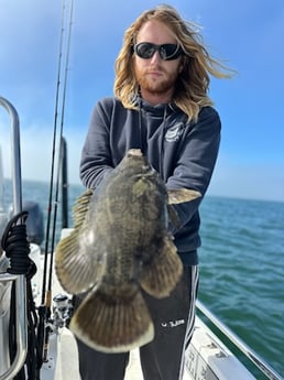 Tripletail Fishing in Sarasota, Florida