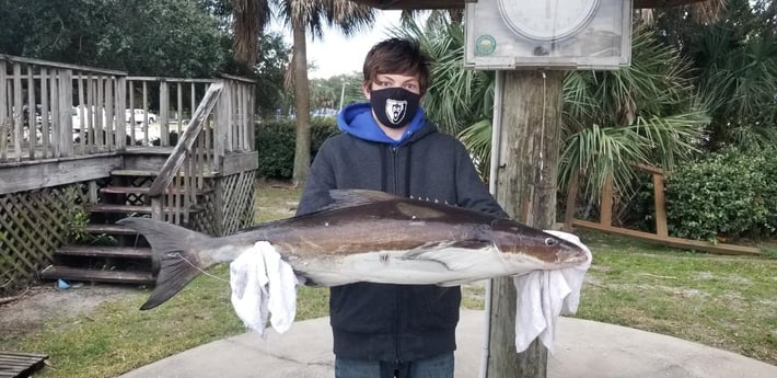 Cobia fishing in Jacksonville, Florida