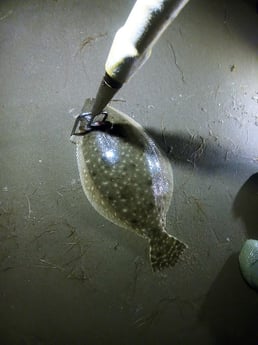 Flounder Fishing in Rio Hondo, Texas