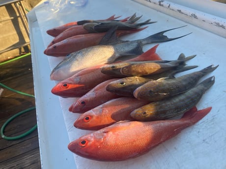 Spanish Mackerel fishing in Destin, Florida