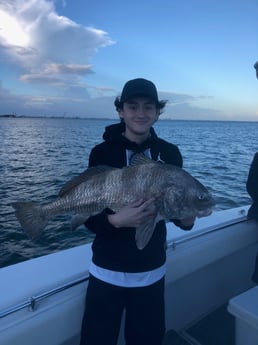 Black Drum fishing in Galveston, Texas