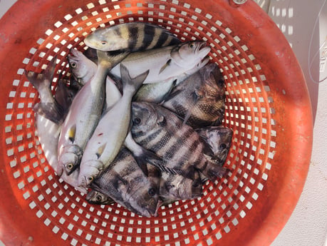 Bluefish, Sheepshead Fishing in Hatteras, North Carolina