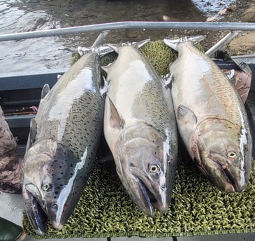 Chinook Salmon Fishing in Montesano, Washington