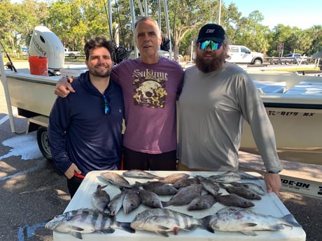 Scup / Porgy, Sheepshead Fishing in St. Petersburg, Florida