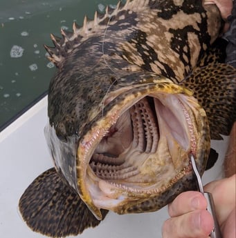 Goliath Grouper fishing in Cudjoe Key, Florida