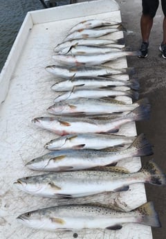 Black Drum, Black Seabass, Sheepshead, Speckled Trout / Spotted Seatrout fishing in Galveston, Texas