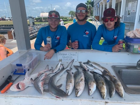 Blacktip Shark, Speckled Trout Fishing in Galveston, Texas