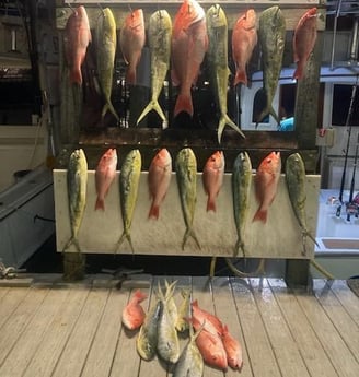 Mahi Mahi, Red Snapper Fishing in Destin, Florida