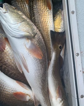 Redfish fishing in Corpus Christi, Texas