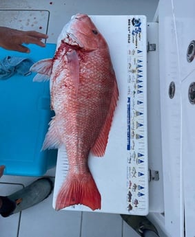 Red Snapper Fishing in Clearwater, Florida