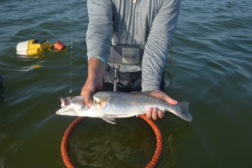 Speckled Trout / Spotted Seatrout fishing in Corpus Christi, Texas