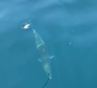 Barracuda Fishing in Destin, Florida