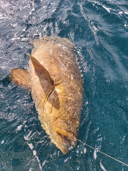 Goliath Grouper fishing in Clearwater, Florida