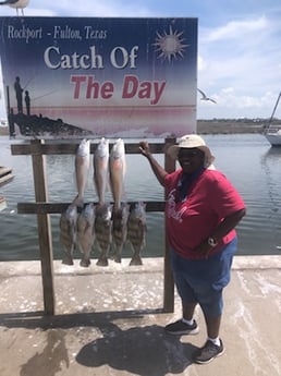 Black Drum, Redfish fishing in Rockport, Texas