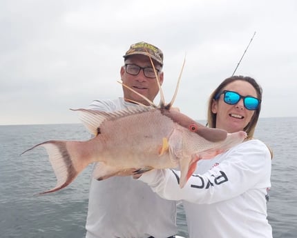 Hogfish Fishing in St. Petersburg, Florida