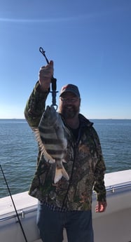 Sheepshead fishing in Galveston, Texas